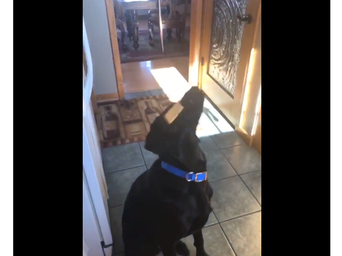 dog cheese game