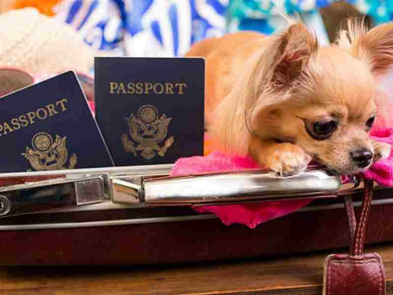 Dog devours groom’s passport days before wedding abroad