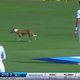 Dog on cricket field