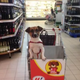 Dog on trolley