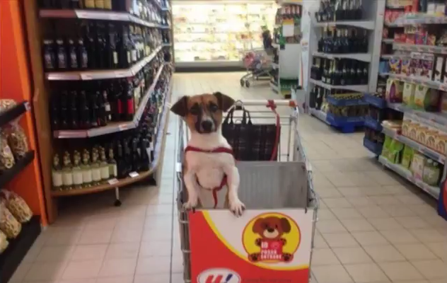 Dog on trolley