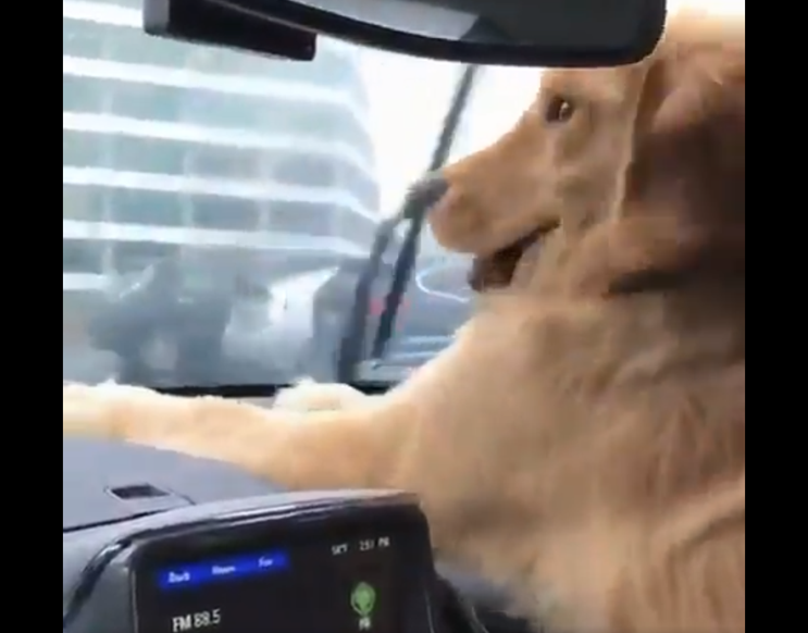 dog v wiper