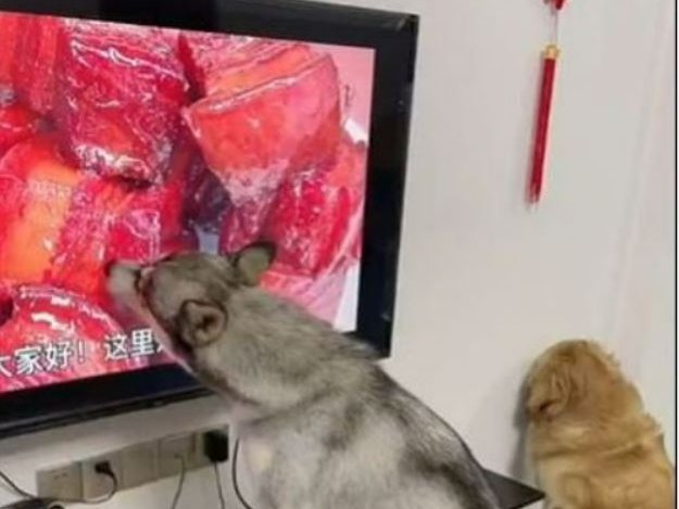 A dog in China has been licking the television screen in hope that it's actually meat