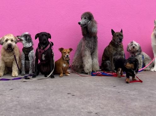 Eight dogs have been to be deployed at Texas to offer support
