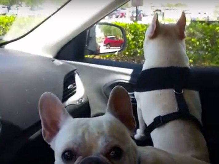 Dogs excited 
