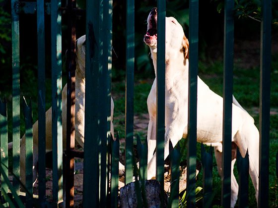 Another dog attack in PMB 