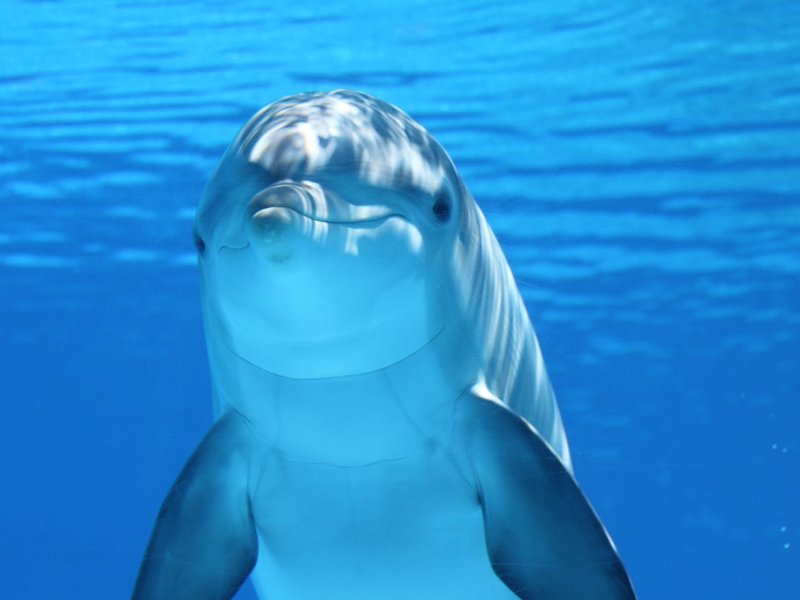 Dolphin