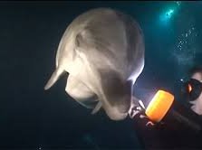 Dolphin