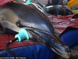 dolphin_3.jpg