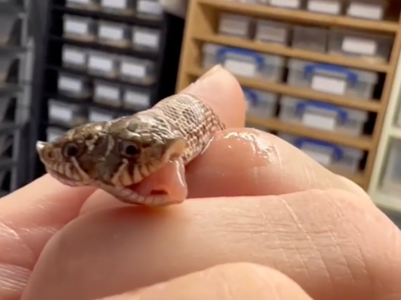 Double-headed baby snake