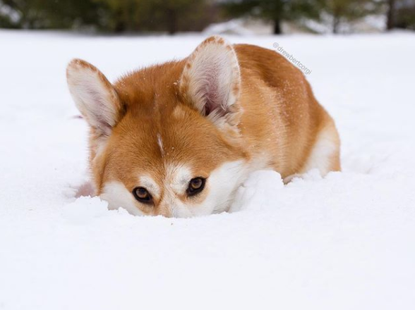 drewbert the corgi