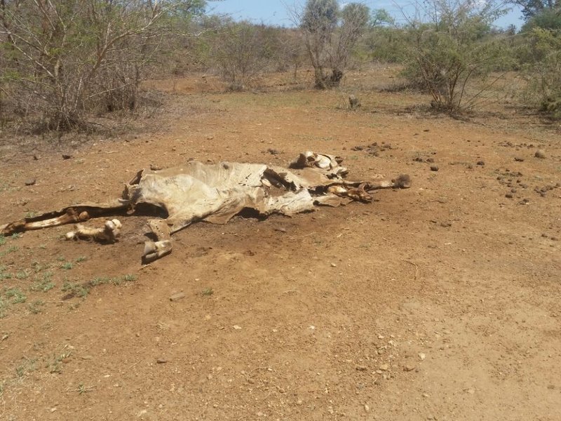 Limpopo drought