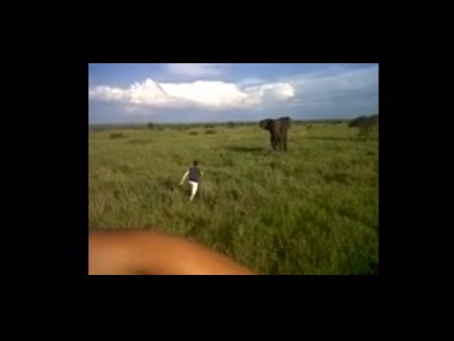 drunk-man-charge-elephant.jpg