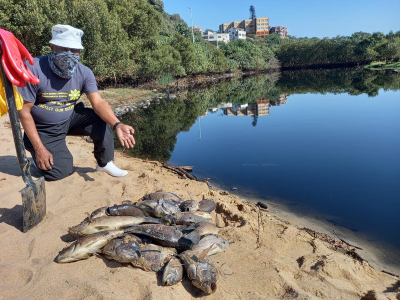 eThekwini lambasted for 'devastating' Isipingo Lagoon fish disaster