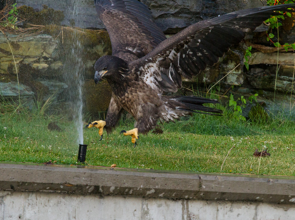 eagle_1.jpg