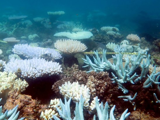 Great Barrier Reef