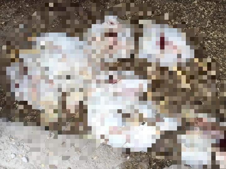 Chicken mass stabbing