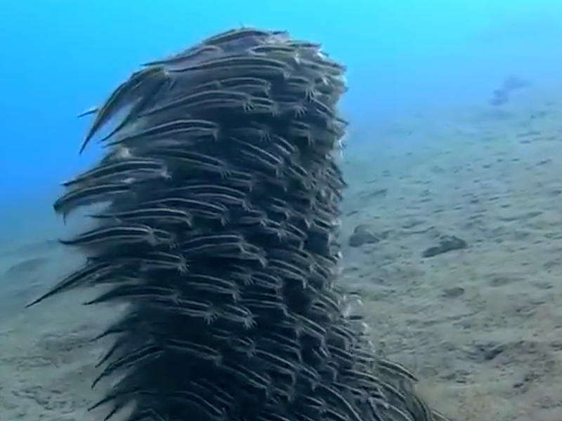 Eel-lectrifying video of how eel's swim leaves us shook