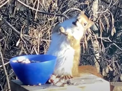 Drunk squirrel