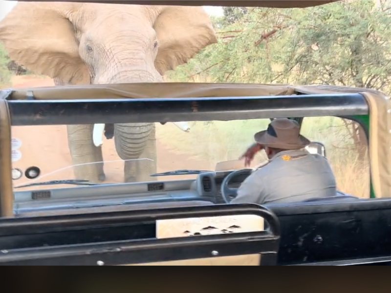 Angry elephant attacks and lifts safari vehicle