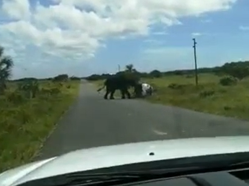elephant