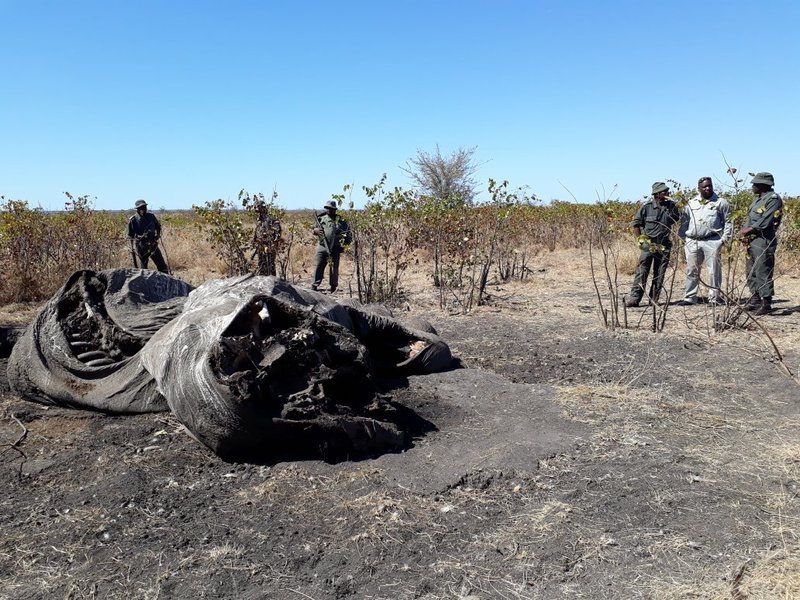 Elephant carcass