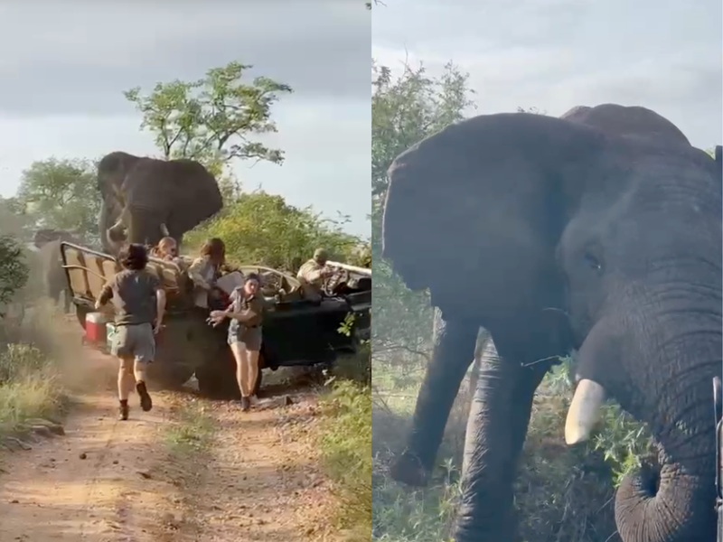 Elephant storms game safari vehicle viral video
