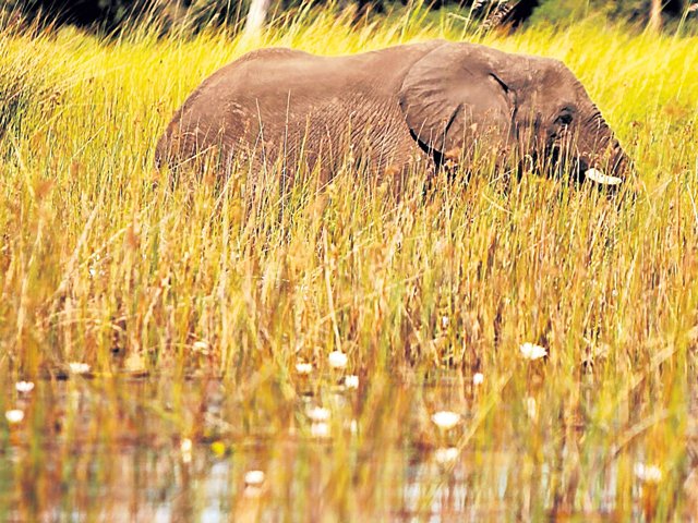 elephant_gallo.jpg
