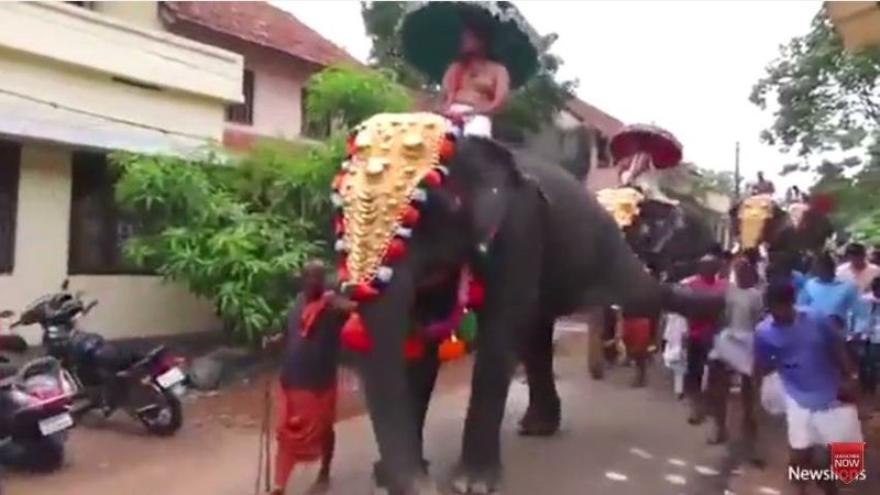 elephant kick funny india