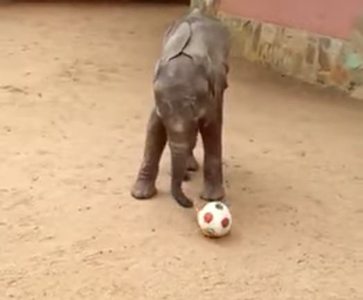 This baby elephant loves playing football