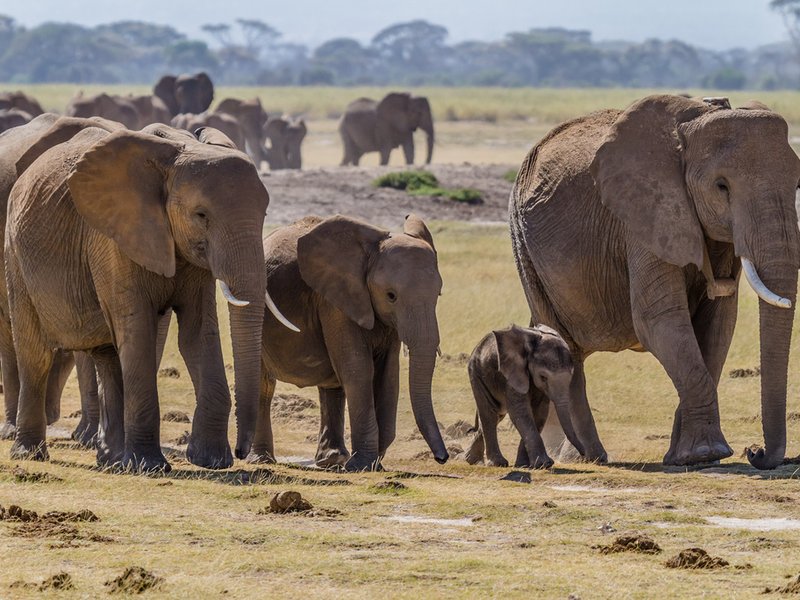 elephants