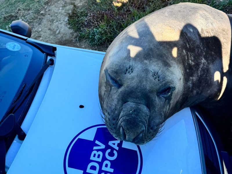 WATCH: Elephant seal surprises Gordon's Bay residents