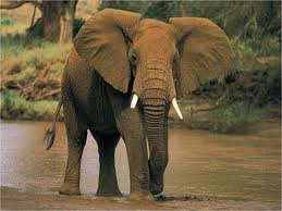 elephants.jpg