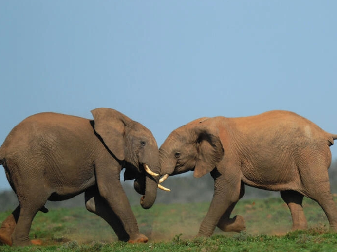 elephant