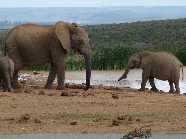 Elephants
