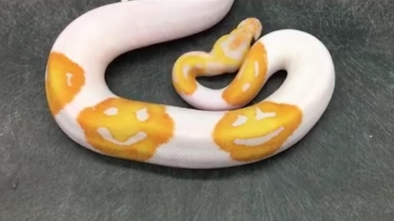 emoji snake image