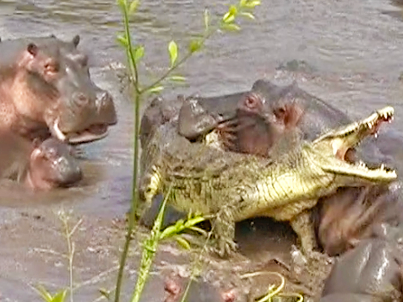CROC HIPPO