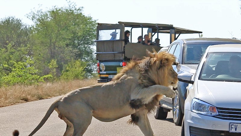 lion attack