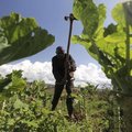 farmer