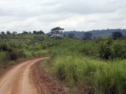 Bush nature_gallo