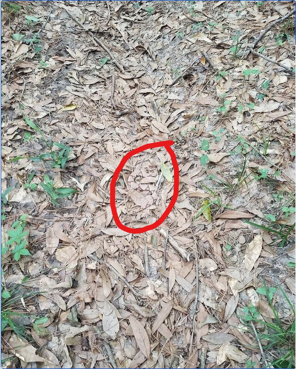 FIND THE SNAKE