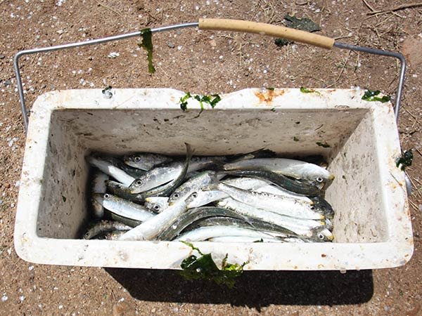 fishing_bait_gallo_2.jpg
