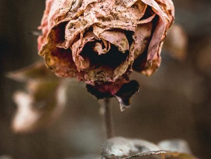 dead flowers