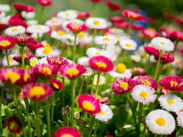 Flowers in green garden