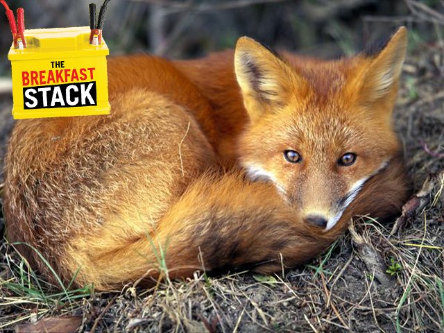 fox_2.jpg