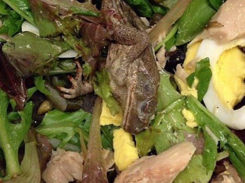 frog in salad