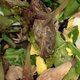 frog in salad