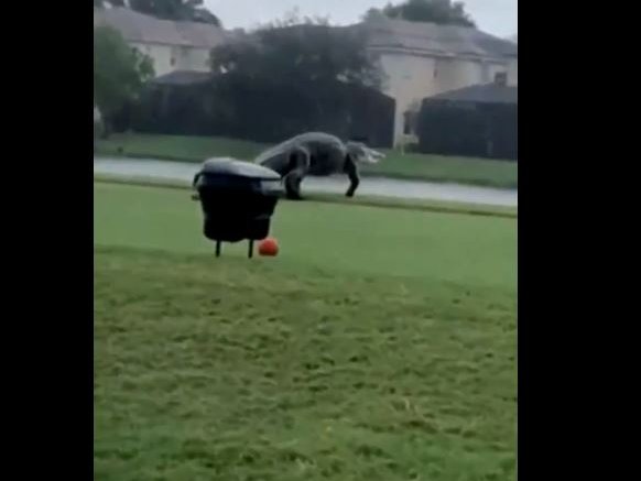 Alligator found on golf course in Florida