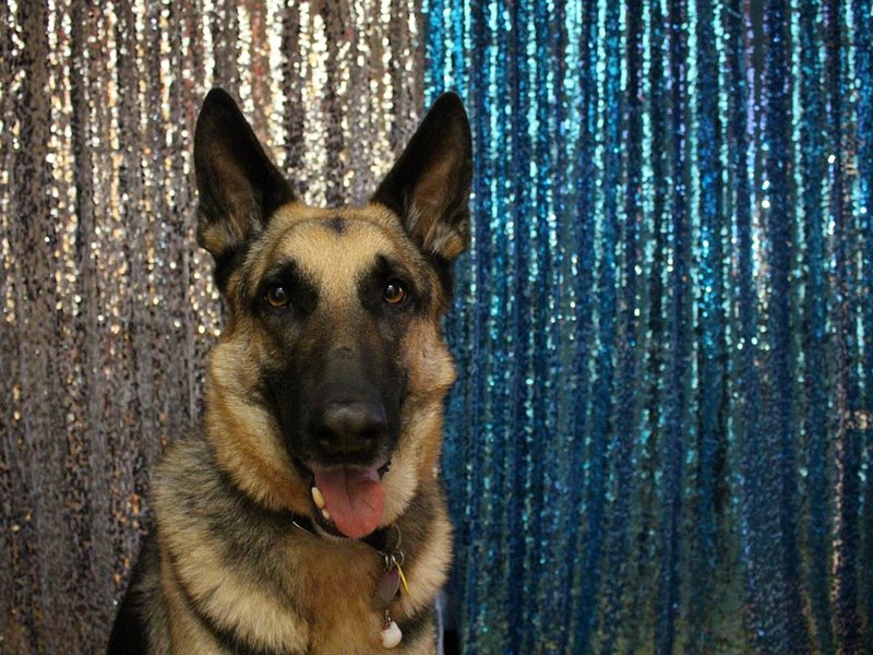 german-shepherd image dog tribute