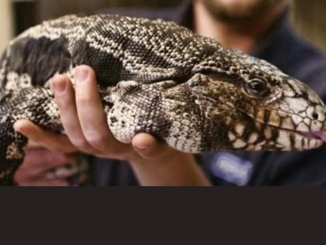 16 Inch Lizards WATCH: Dog-sized lizards are invading parts of the United States
